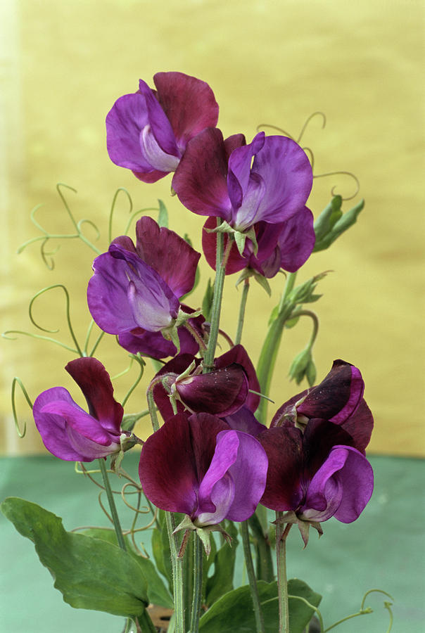 Sweet Pea Photograph by Archie Young/science Photo Library