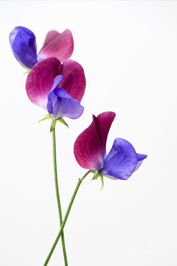 Flower Photograph - Sweet Pea Cupani Flowers On White by Tim Gainey