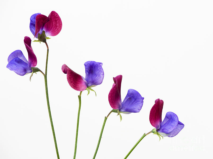 Flower Photograph - Sweet Pea Cupani Flowers by Tim Gainey