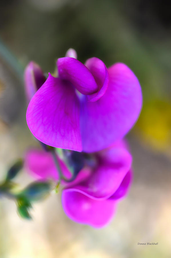 Sweet Pea Photograph by Donna Blackhall