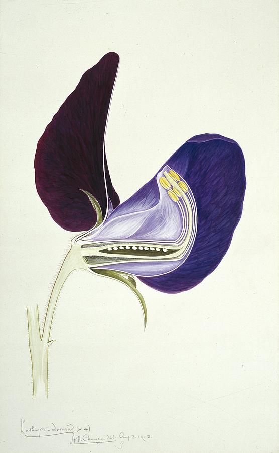 Sweet pea flower, 20th century Photograph by Science Photo Library