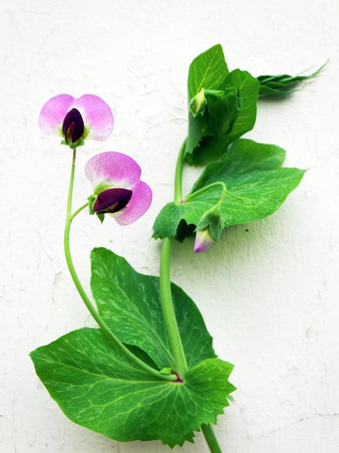 Sweet Pea Flowers And Foliage Photograph by Ian Gowland/science Photo Library