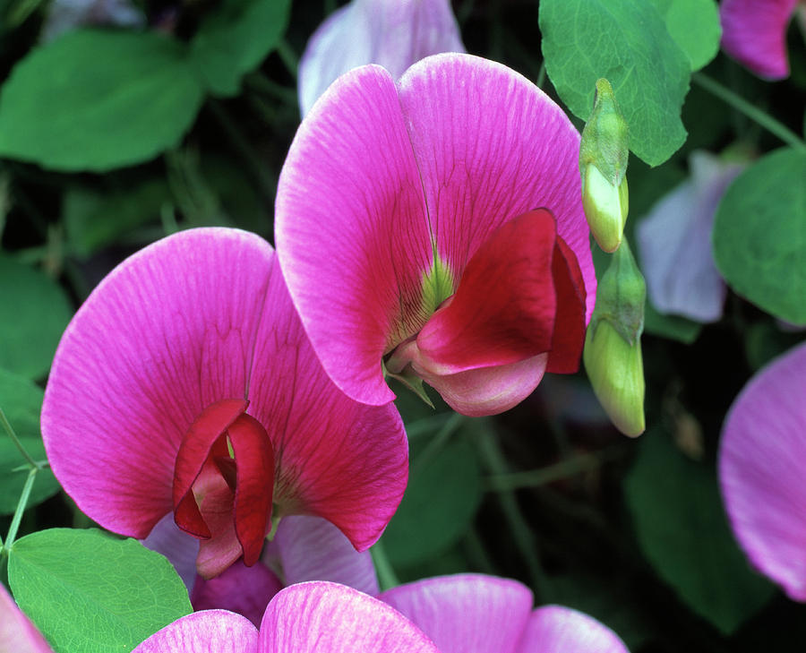 sweet-pea-flowers-photograph-by-simon-fraser-science-photo-library