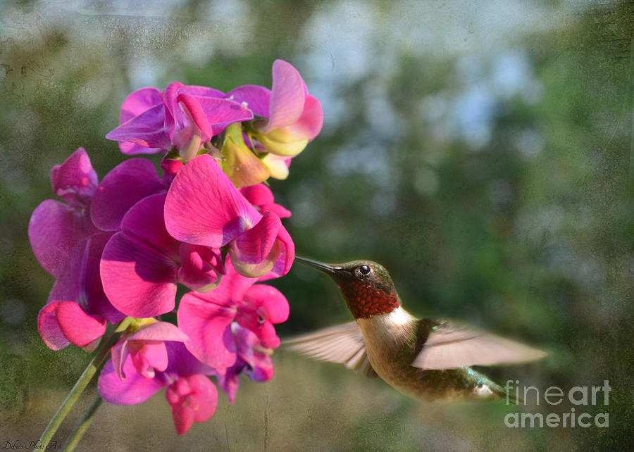 Nature Photograph - Sweet Pea Hummingbird by Debbie Portwood