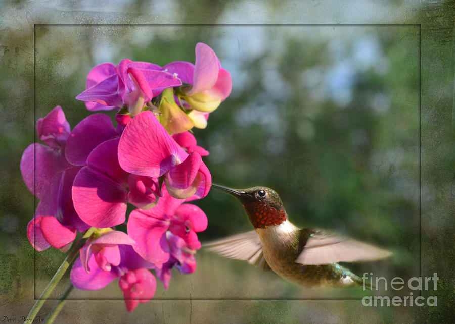 Nature Photograph - Sweet Pea Hummingbird II by Debbie Portwood
