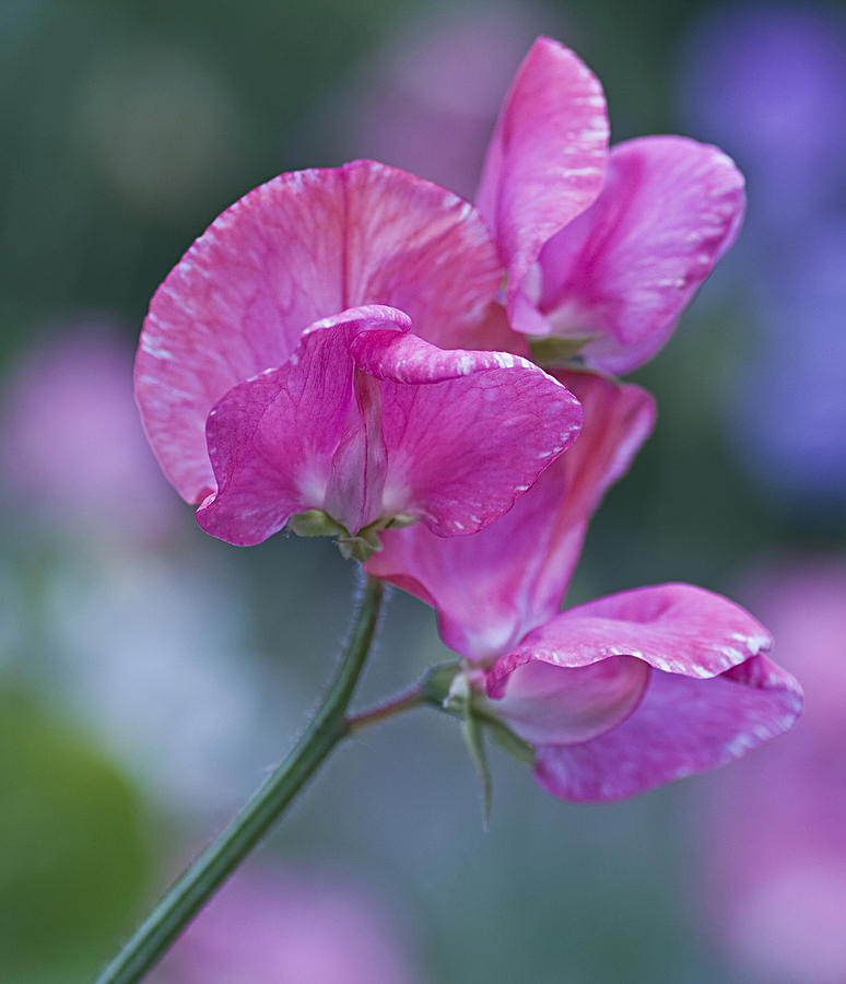 Sweet Pea in Pink Photograph by Diane Fifield