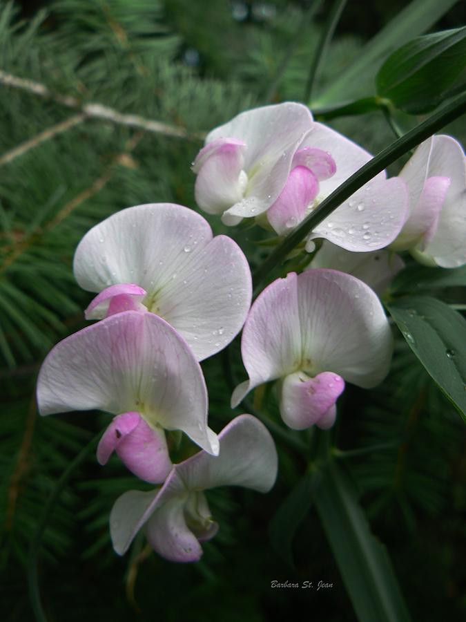 Flower Photograph - Sweet Pea in the Pines by Barbara St Jean