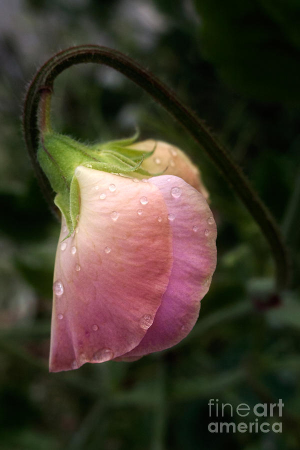 Flowers Still Life Photograph - Sweet Pea in the Rain by Ann Garrett