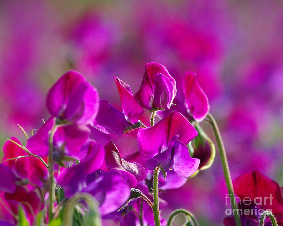 Wild Sweet Pea Photograph - Sweet Pea Patch 2.1783 by Stephen Parker