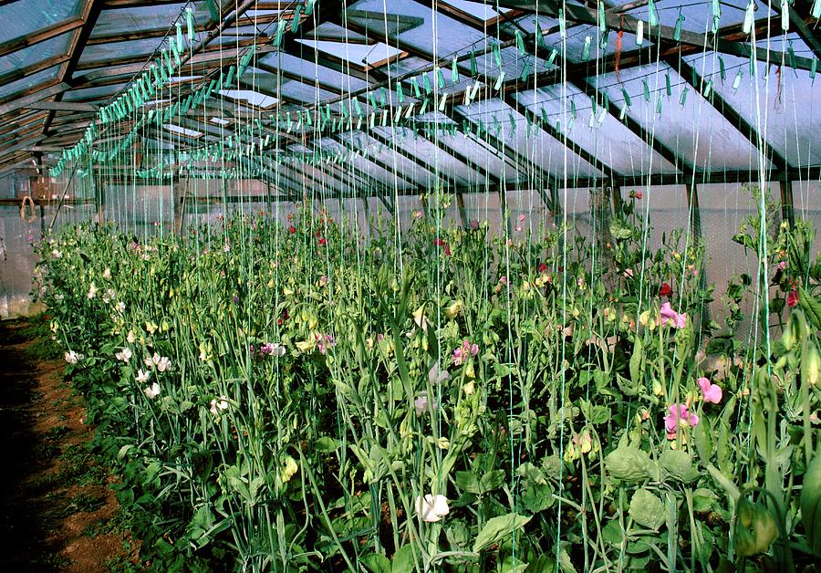 Sweet Pea Plants In A Greenhouse Photograph by A C Seinet/science Photo Library