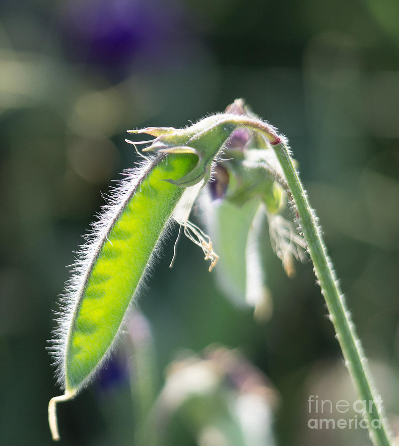 Sweet Pea Photograph - Sweet Pea Pod 5.0364 by Stephen Parker