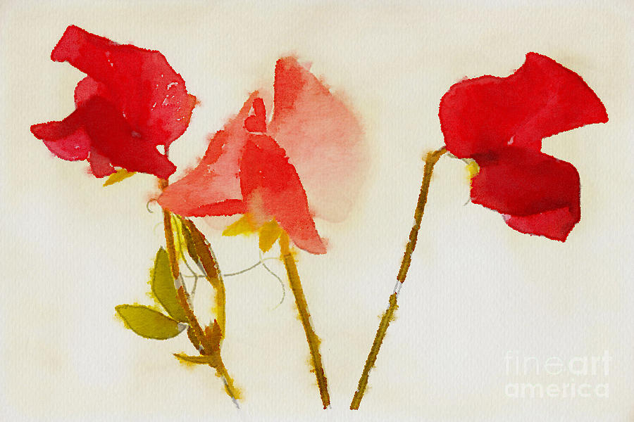 Summer Painting - Sweet Pea Watercolour by John Edwards