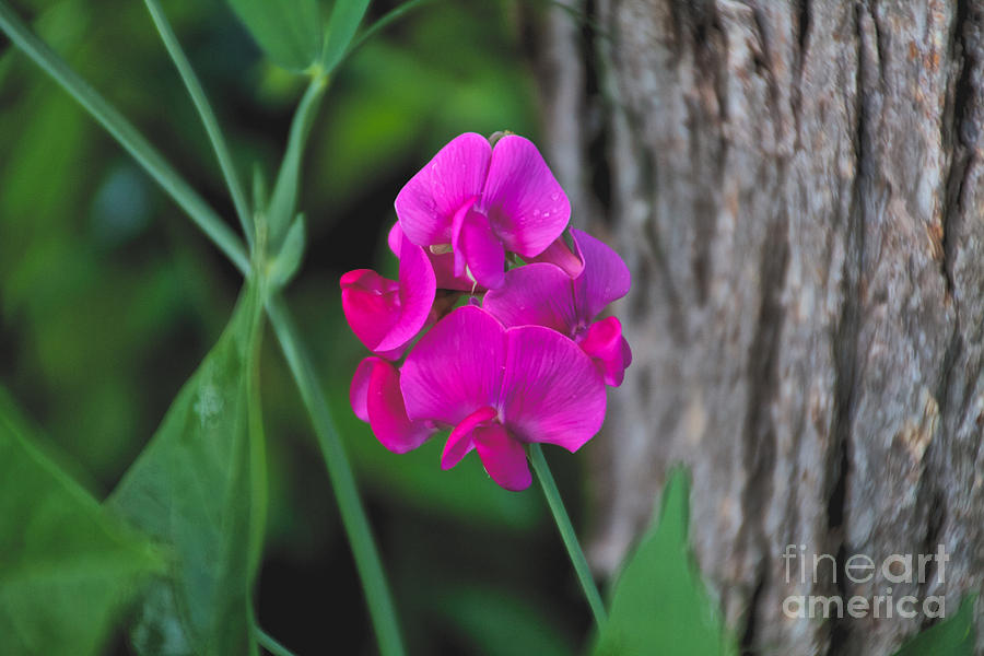 Sweet Pea Photograph by William Norton