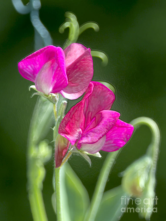 Sweet Peas Photograph by Sharon Talson