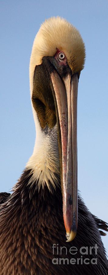 Sweet Pelican Face Photograph by Carol Groenen