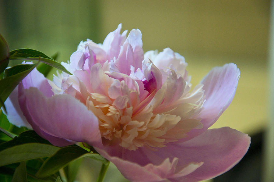 Sweet Peony Photograph by Terry Anderson