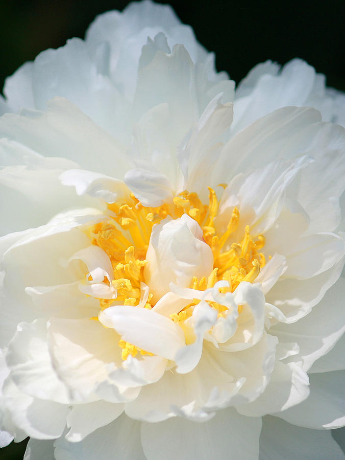 Flower Photograph - Sweet Peony by The Art Of Marilyn Ridoutt-Greene
