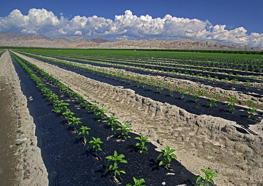 Sweet Pepper Cultivation Photograph by Bob Gibbons/science Photo Library