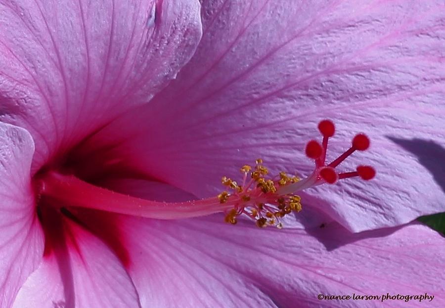 Pink Photograph - Sweet Pink by Nance Larson