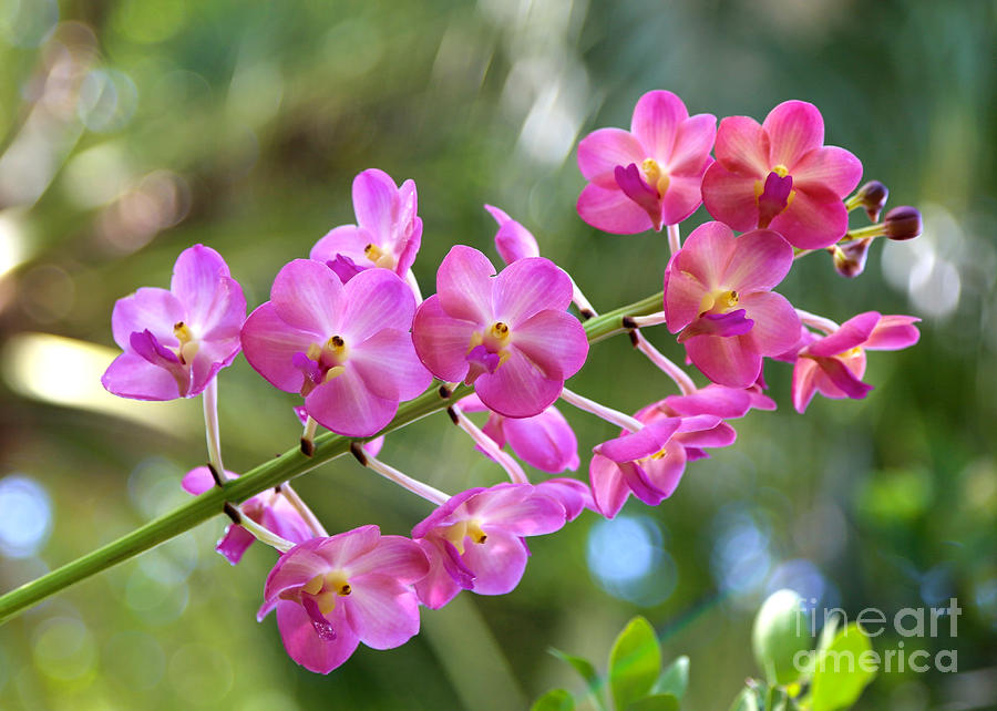 Sweet Pink Orchids Photograph by Carol Groenen