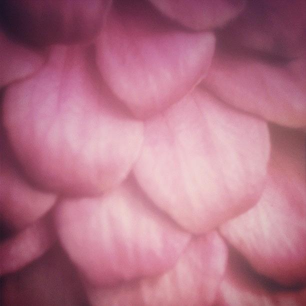 Macro Photograph - Sweet Pink Petals #macro X8 by Susan Scherr