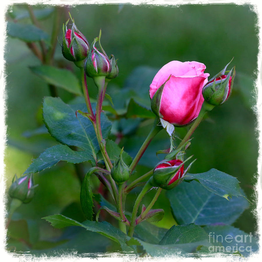 Sweet Pink Rose Buds Photograph by Carol Groenen - Pixels