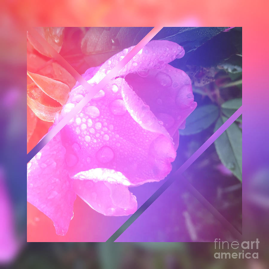Sweet Pink Wild Rose with Dew Drops Digital Art by Beverly Claire Kaiya