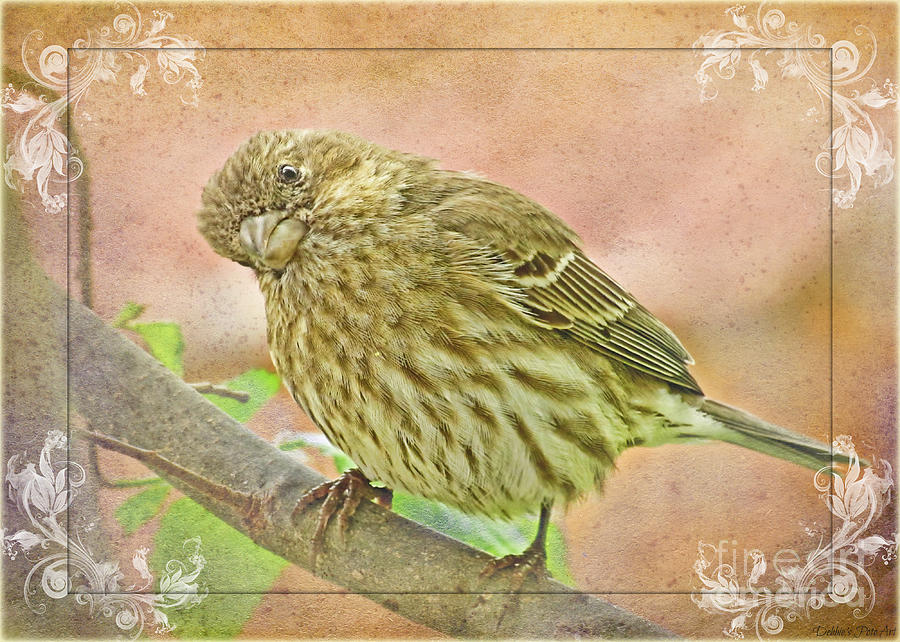 Nature Photograph - Sweet pose female Housefinch by Debbie Portwood