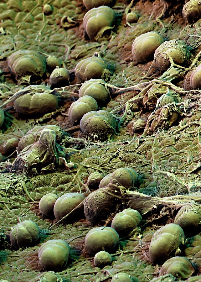 Sweet Potato Leaf Glands Photograph by Science Photo Library Sweet Potato Leaf Glands Photograph by Science Photo Library