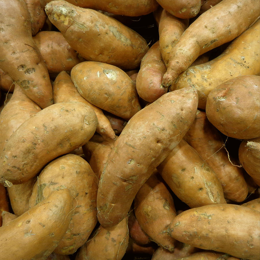 Sweet Potatoes Photograph by Joseph Skompski