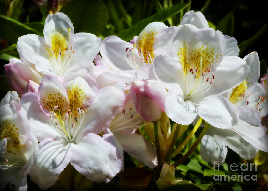 Sweet Rhododendron Flowers Photograph by Carol Groenen