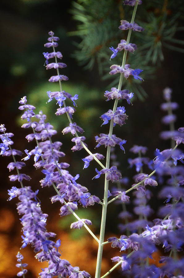 Sweet Salvia Photograph by Tricia Marchlik