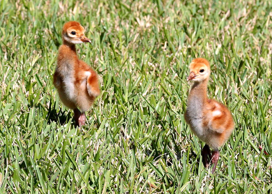 Sweet Sandhill Crane Chicks Photograph by Carol Groenen