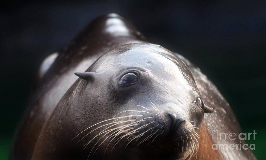 Sweet Sea Lion Face Photograph by Peggy Franz