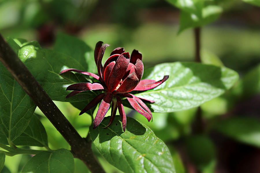 Calycanthus Floridus Photograph - Sweet Shrub by William Tanneberger Calycanthus Floridus Photograph - Sweet Shrub by William Tanneberger