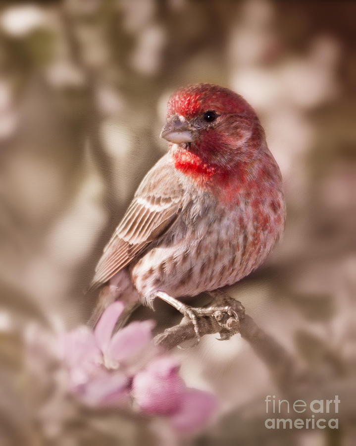 Sweet Songbird Photograph by Betty LaRue