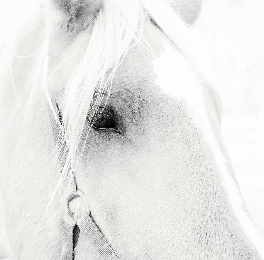 Sweet Soul Belgian Horse Black and White Photograph by Terry DeLuco