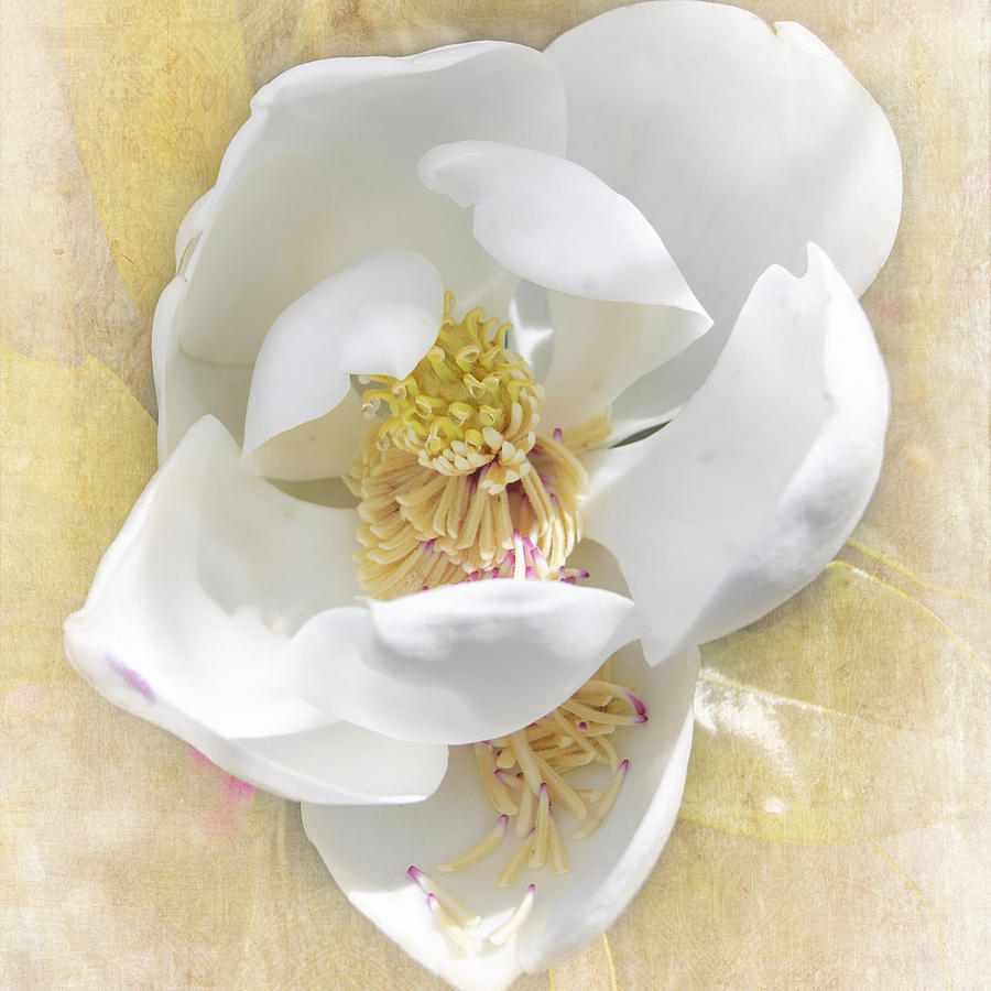Sweet Southern Magnolia Photograph by Judy Hall-Folde