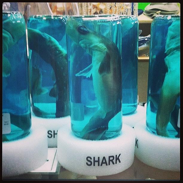 Ewwwww Photograph - Sweet Souvenir! #ewwwww #sharkbait by Marisa Fiore