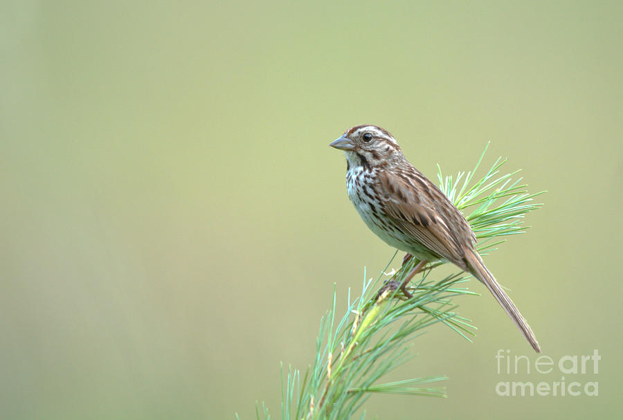 Sweet Sparrow Photograph by Cheryl Baxter