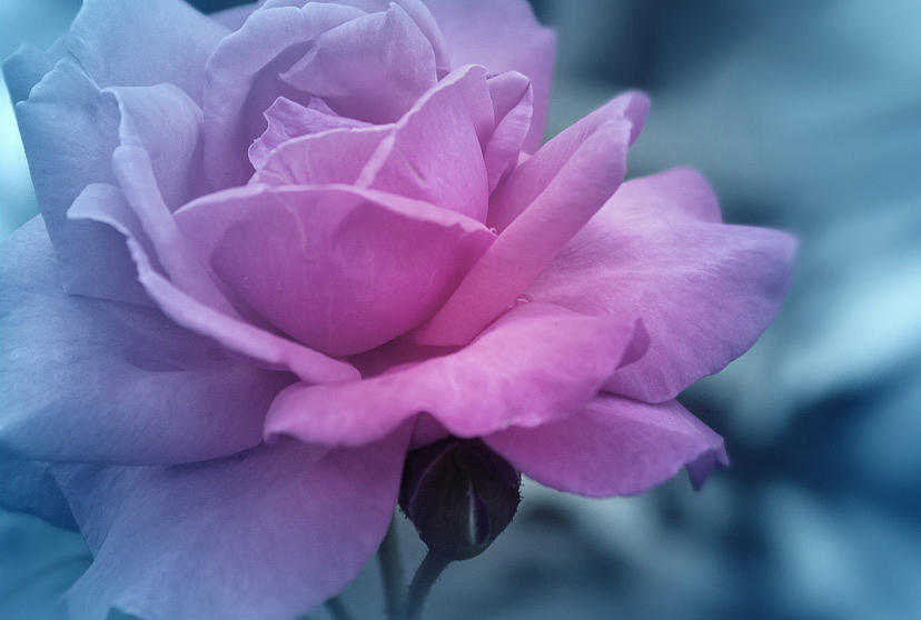 Rose Photograph - Sweet Special Hug by The Art Of Marilyn Ridoutt-Greene