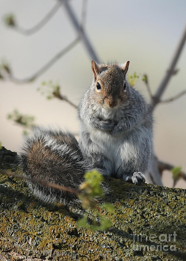 Sweet Squirrel Photograph by Carol Groenen