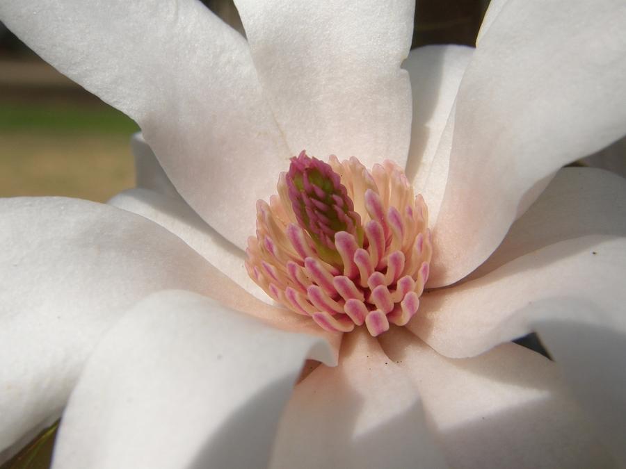 Sweet Star Magnolia Photograph by Caryl J Bohn
