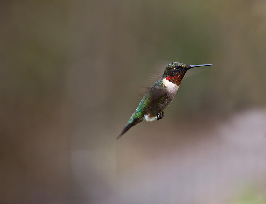 Hummingbird Photograph - Sweet Stuff Ahead by Mark Alder