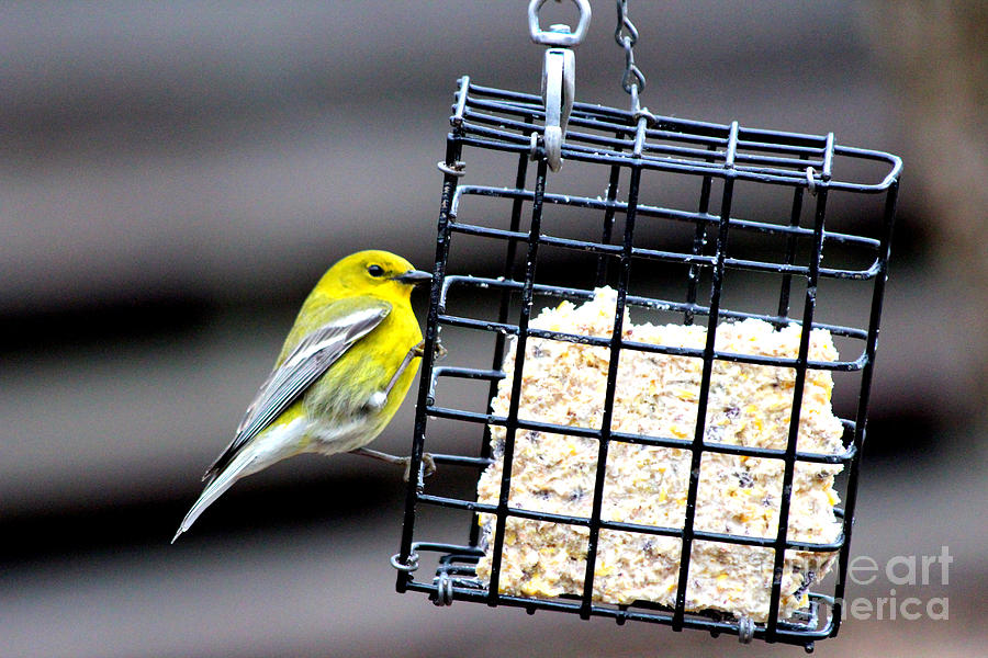 Sweet Suet Photograph by Kathy  White