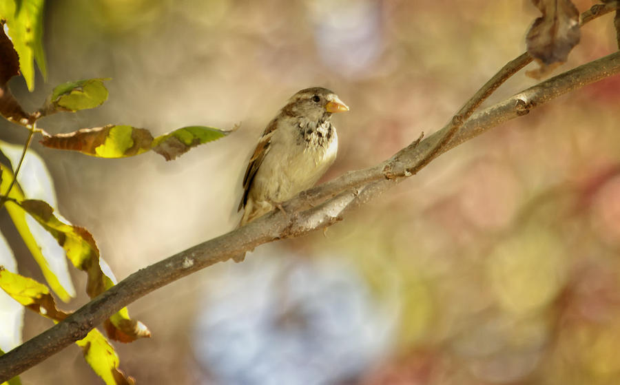 Sweet Summer Sparrow Photograph by Linda Tiepelman
