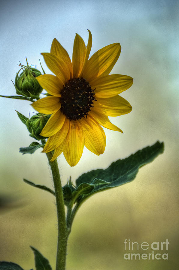 Sweet Summer Sunflower Photograph by Saija Lehtonen