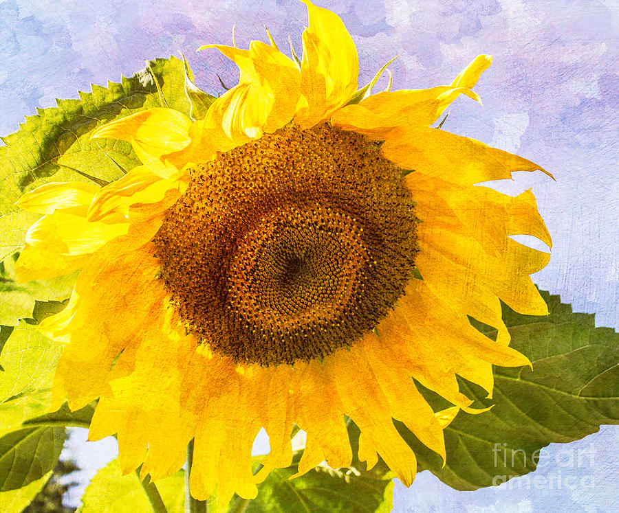 Sweet Sunflower Photograph by Arlene Carmel