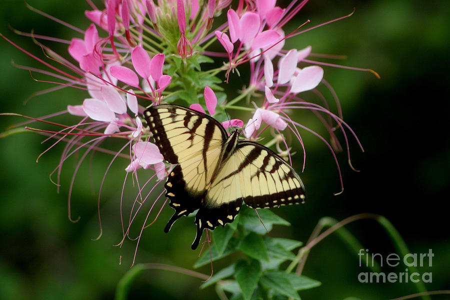 Sweet Swallowtail Photograph by Living Color Photography Lorraine Lynch