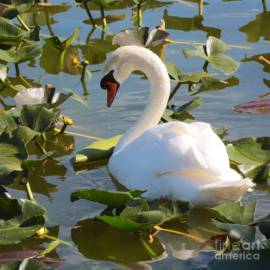 Sweet Swan Photograph by Carol Groenen